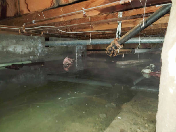 Best Water damage cleanup near me  in Opelika, AL